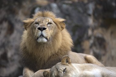 Erkek aslan yüz bir kayanın üstünde dinlenme