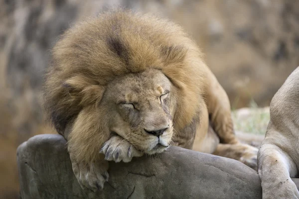 Face de lion mâle reposant sur un rocher — Photo