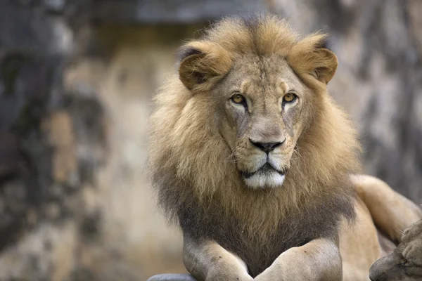 Male lion face resting on top of a rock — Stock Photo, Image