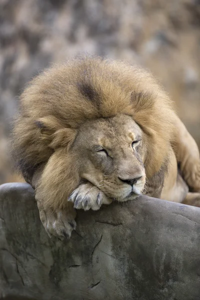 Lejon ansikte vilar på toppen av en klippa — Stockfoto