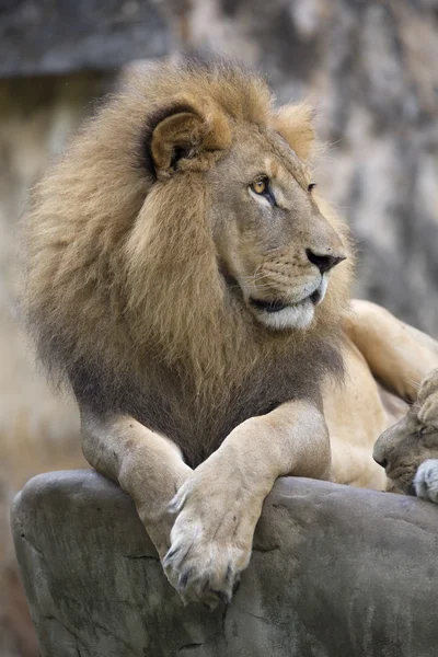 Cara de leão macho descansando em cima de uma rocha — Fotografia de Stock