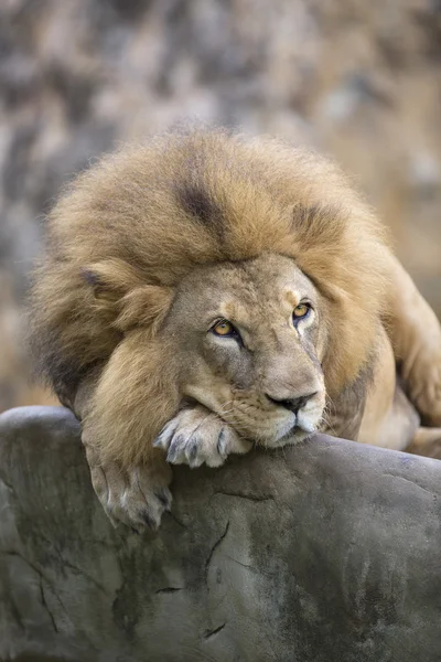 Mannetjes leeuw gezicht rusten op de top van een rots — Stockfoto
