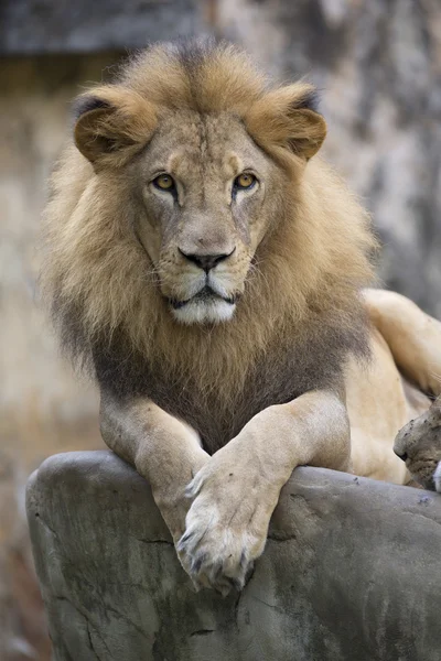 Male lion face resting on top of a rock — Stock Photo, Image