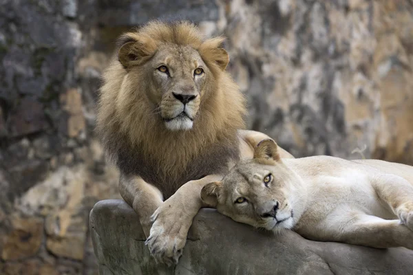 Cara de león macho descansando sobre una roca — Foto de Stock