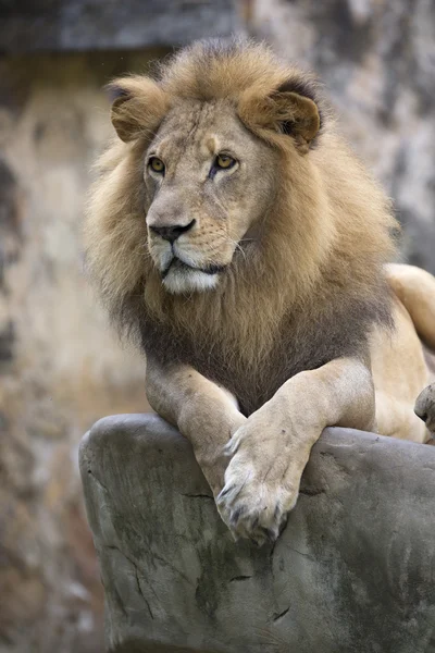 Cara de león macho descansando sobre una roca — Foto de Stock