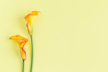 Açık sarı arka planda güzel sarı zambaklar çiçek açar. Düz yatıyordu. Metin için yer.