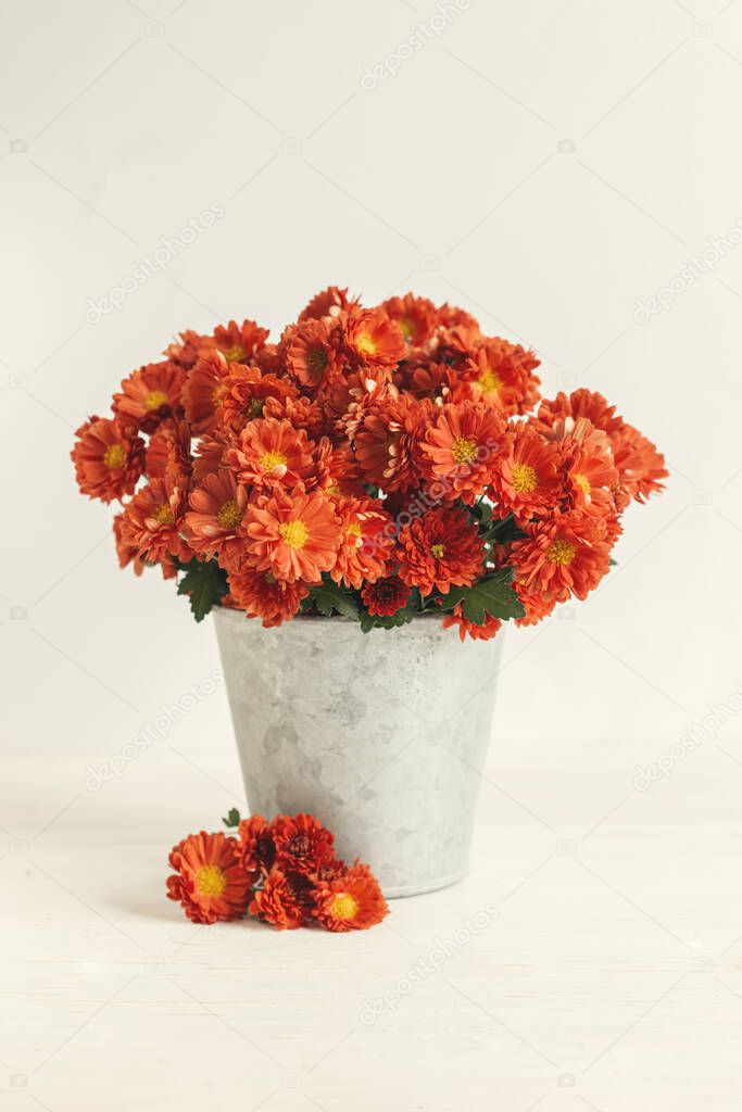 Beautiful autumn bouquet  of a chrysanthemum flowers in a vintage pot on a white background. Place for text.