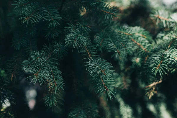 Luchtige Takken Van Een Dennenboom Kerst Behang Ansichtkaart Concept Selectieve — Stockfoto