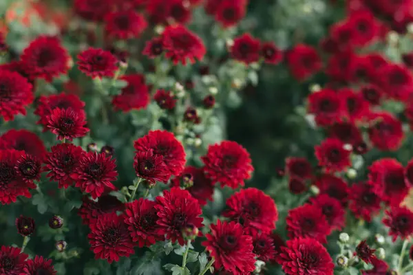 Bright Red Chrysanthemums Flowers Autumn Garden Close Selective Focus — Stock Photo, Image