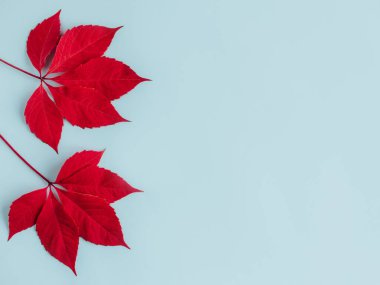 Açık mavi arkaplanda güzel kırmızı yapraklar. Sonbahar arkaplanı. Düz yatıyordu. Metin için yer.