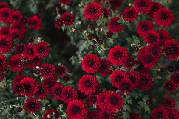 秋の庭で鮮やかな赤い菊の花 接近中だ 選択的焦点 — ストック写真