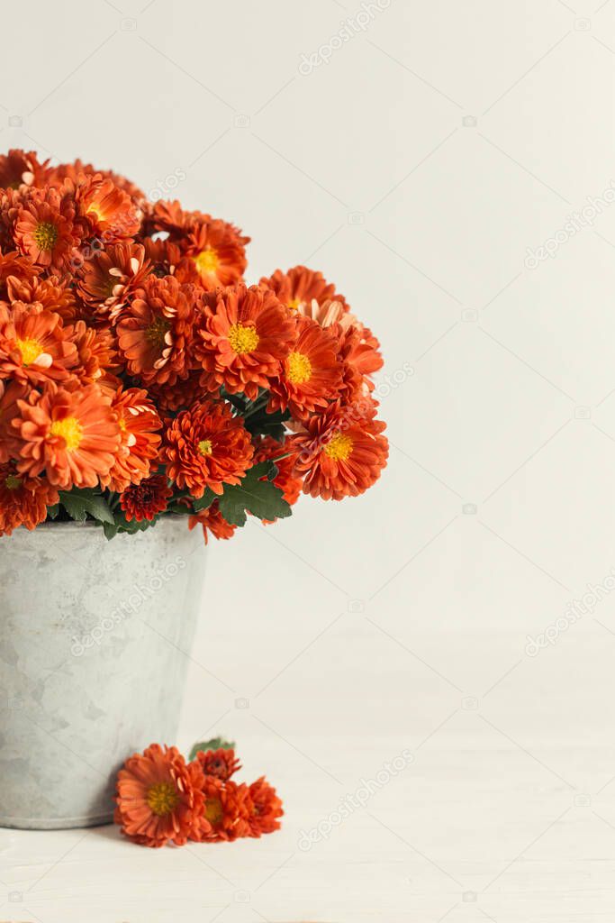Beautiful autumn bouquet  of a chrysanthemum flowers in a vintage pot on a white background. Place for text.