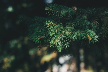 Köknar ağacının kabarık dalları. Noel duvar kağıdı ya da kartpostal konsepti. Seçici odak.