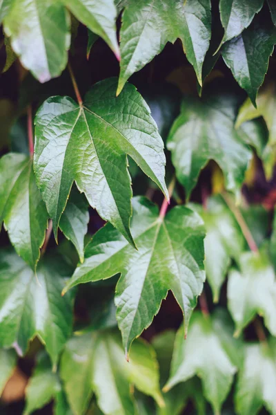 Prachtige Groene Klimop Bladeren Een Tuin Natuurlijke Achtergrond — Stockfoto
