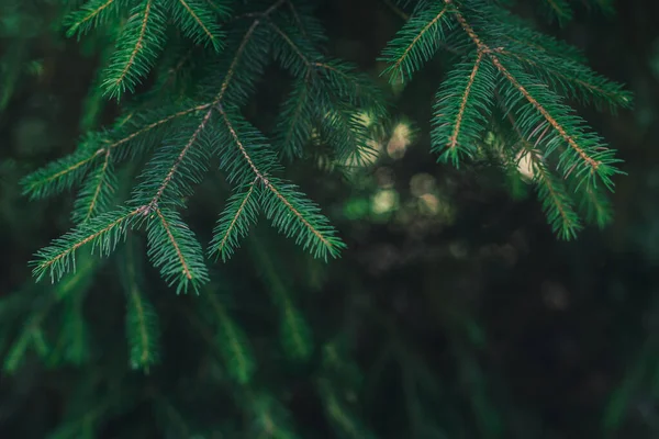 Luchtige Takken Van Een Dennenboom Kerst Behang Ansichtkaart Concept Selectieve — Stockfoto