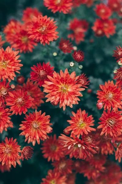 Bright Red Chrysanthemums Flowers Autumn Garden Close Selective Focus — Stock Photo, Image