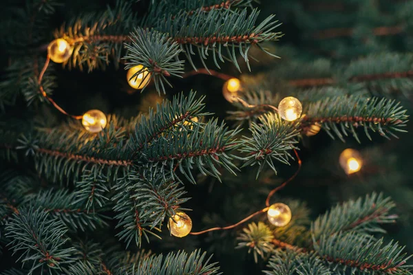 Bir ladin kabarık dalları ya da yılbaşı ışıklarıyla köknar ağacı. Noel duvar kağıdı ya da kartpostal konsepti. Yakın plan.. 