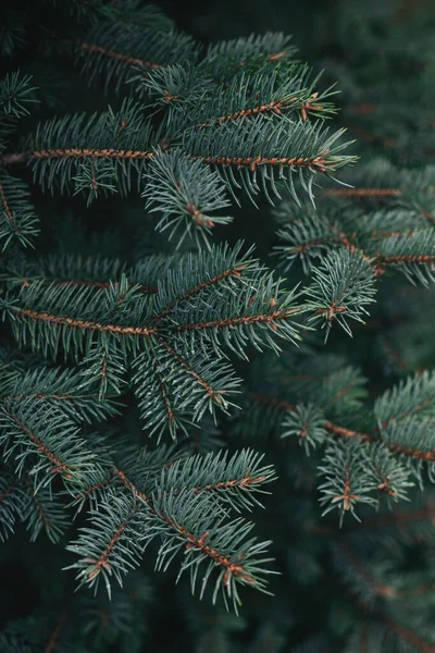 Branches Duveteuses Sapin Papier Peint Noël Concept Carte Postale Concentration — Photo