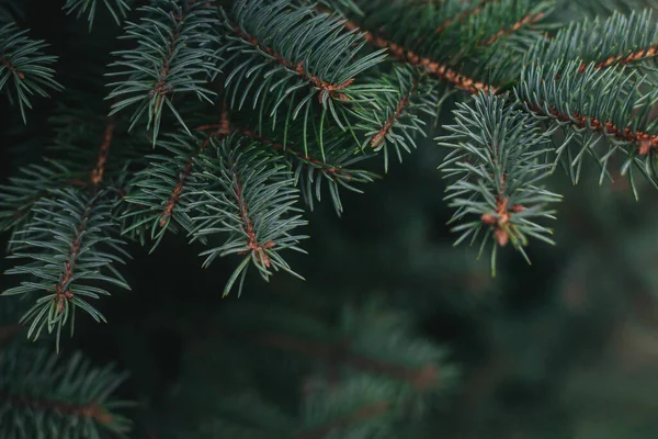 Egy Fenyőfa Bolyhos Ágai Karácsonyi Tapéta Vagy Képeslap Koncepció Szelektív — Stock Fotó