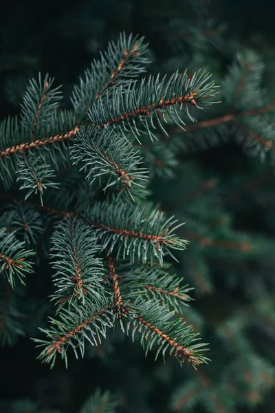 Branches Duveteuses Sapin Papier Peint Noël Concept Carte Postale Concentration — Photo