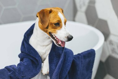 Banyoda mavi havlusu olan şirin köpek yavrusu Jack Russell Terrier. Küçük bir köpeğin portresi..