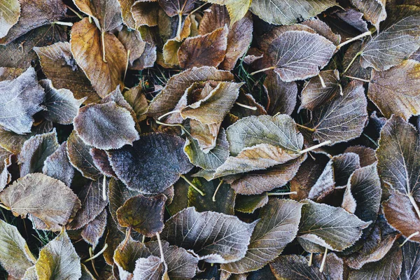 Schöne Trockene Blätter Mit Frost Auf Dem Boden Selektiver Fokus — Stockfoto