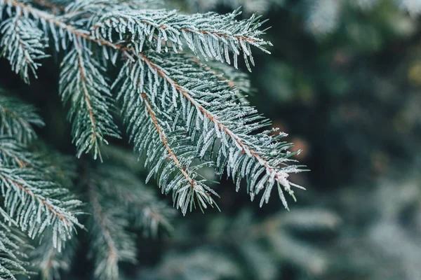 Fluffy Takken Van Een Dennenboom Met Vorst Kerst Behang Ansichtkaart — Stockfoto