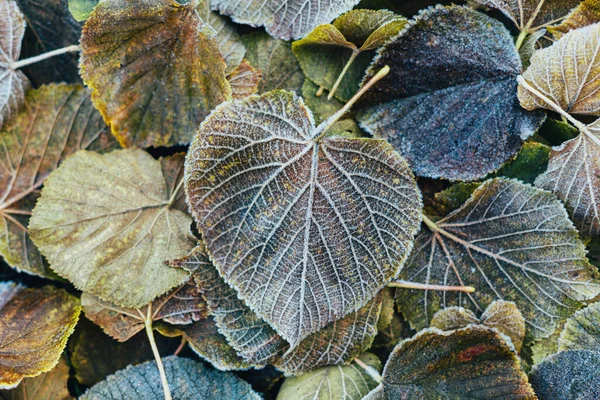 Beautiful Dry Leaves Frost Ground Selective Focus — Stock Photo, Image