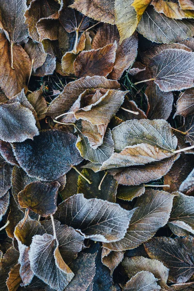 Belles Feuilles Sèches Avec Givre Sur Sol Concentration Sélective — Photo