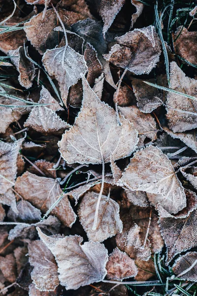 Belles Feuilles Sèches Avec Givre Sur Sol Concentration Sélective — Photo