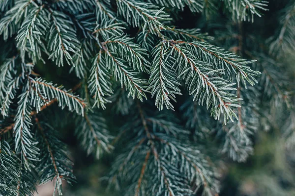 Fluffy Takken Van Een Dennenboom Met Vorst Kerst Behang Ansichtkaart — Stockfoto