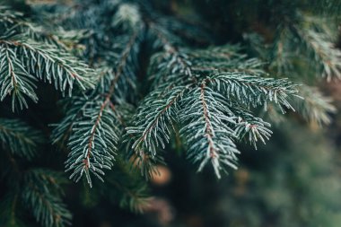 Karla kaplı bir köknar ağacının yumuşak dalları. Noel duvar kağıdı ya da kartpostal konsepti. Seçici odak.