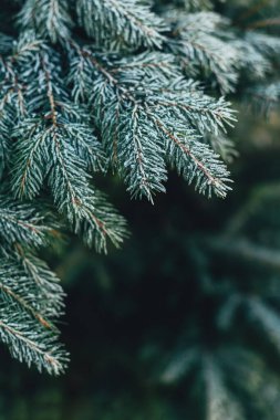 Karla kaplı bir köknar ağacının yumuşak dalları. Noel duvar kağıdı ya da kartpostal konsepti. Seçici odak.