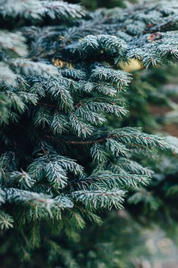 Karla kaplı bir köknar ağacının yumuşak dalları. Noel duvar kağıdı ya da kartpostal konsepti. Seçici odak.