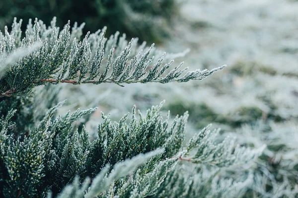 Donmuş Bir Ardıç Ağacının Güzel Dalları Kış Duvar Kağıdı Kartpostal — Stok fotoğraf
