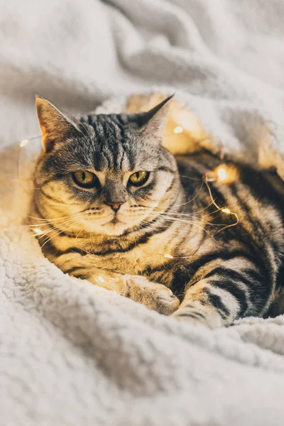 Funny Cat Scottish Stright Breed Laying White Blanket Twinkles Tabby — Stock Photo, Image