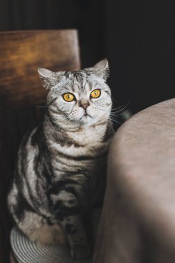 Masada oturan komik bir kedi portresi (İskoç Heteroseksüel), koyu arkaplan. Tekir gri kedi.