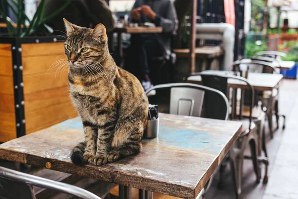 Carino Gatto Grigio Seduto Tavolo Caffè Strada Istanbul Turchia Gatto — Foto Stock