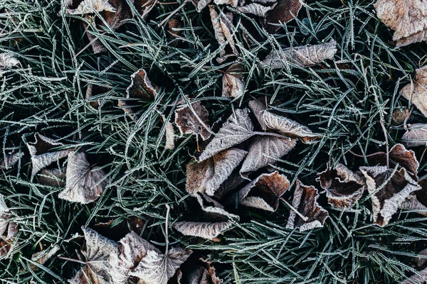 Kuru Yapraklar Buzlu Yeşil Çimenler Doğal Arka Plan Seçici Odak — Stok fotoğraf