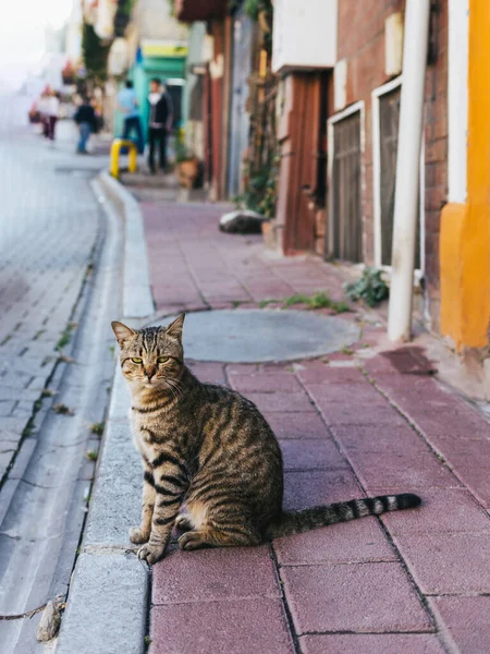 Roztomilá Šedá Kočka Sedící Ulici Istanbulu Turecku Tabby Grey Cat — Stock fotografie