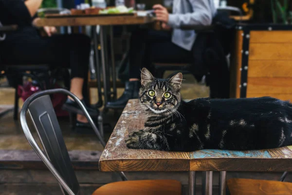 Cute grey cat lying on a table in a street cafe in Istanbul, Turkey. Tabby grey cat.