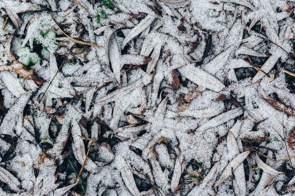 Torra Löv Med Snö Marken Naturlig Bakgrund Selektiv Inriktning — Stockfoto