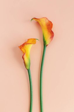 Şeftalili pastel arka planda güzel sarı zambaklar çiçekleri. Düz yatıyordu. 