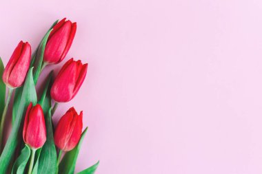 Pastel pembe arka planda yumuşak kırmızı laleler. Anneler günü için tebrik kartı. Düz yatıyordu. Metin için yer. 