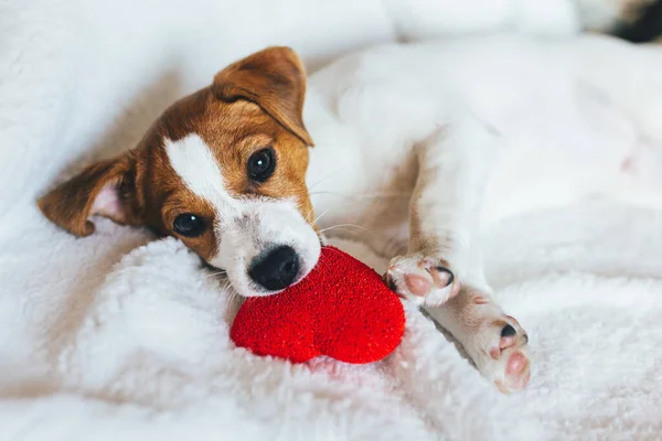 Beyaz battaniyesinde kırmızı kalbi olan sevimli köpek yavrusu Jack Russell Terrier. Sevgililer günü için tebrik kartı.. 