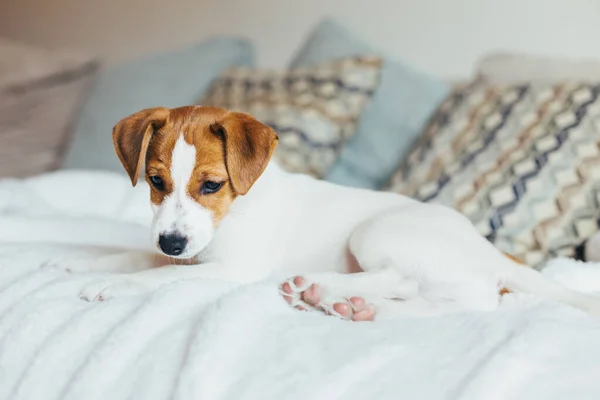 Adorable Cachorro Jack Russell Terrier Acostado Sofá Retrato Perrito —  Fotos de Stock