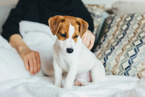Imádnivaló Kiskutya Jack Russell Terrier Kanapén Egy Kiskutya Portréja — Stock Fotó