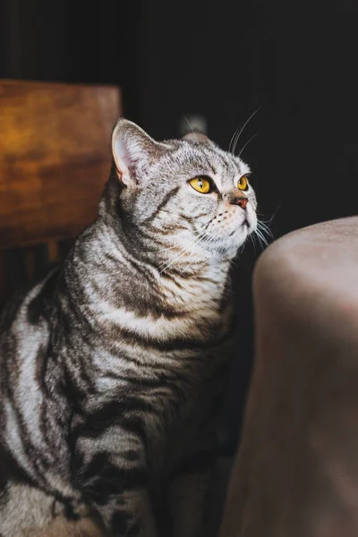 Retrato Gato Gracioso Raza Straight Escocesa Sentado Mesa Fondo Oscuro — Foto de Stock
