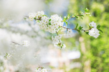 Bahçe arka planında çiçek açan bir ağacın dalları. Bahar çiçeği. Seçici odak.