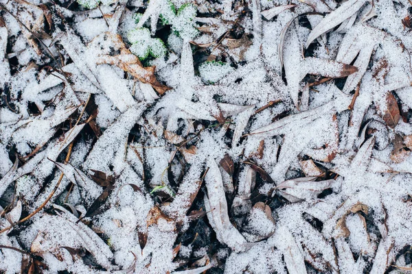 Torra Löv Med Snö Marken Naturlig Bakgrund Selektiv Inriktning — Stockfoto